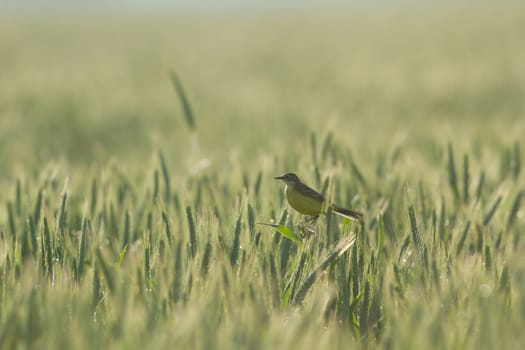 agricultural field, nature and agriculture farming series