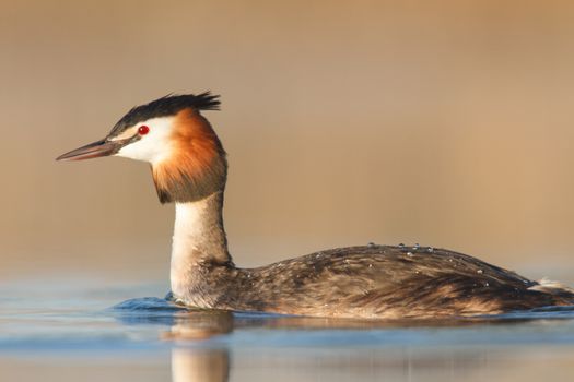 wild bird in natural habitat, nature series