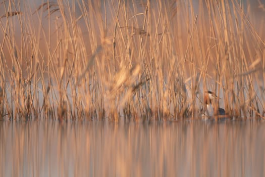 wild bird in natural habitat, nature series
