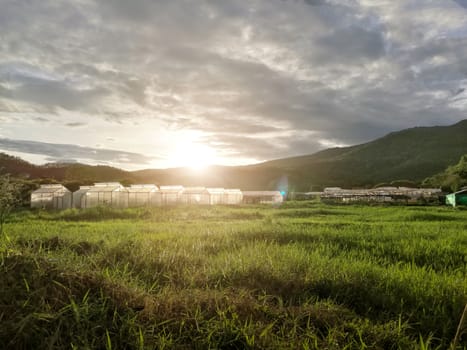 Plant nursery of organic vegetable surrounded by nature and trees with sunlight of the evening. hdr process