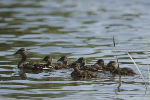 many birds in their natural habitat, nature series