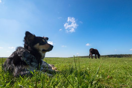 funny dog in sunny day, animals series