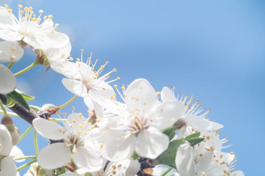 flowers as a colorful background, macro photo, nature series
