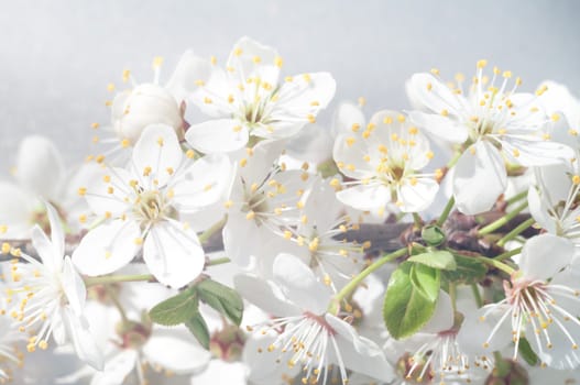 flowers as a colorful background, macro photo, nature series