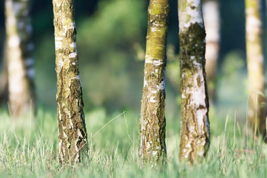 landscape of young grey forest with green trees, nature series