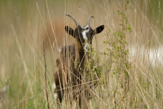 goat on summer pasture, nature series