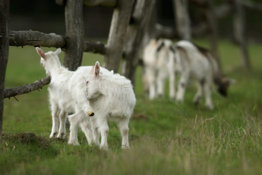 goat on summer pasture, nature series