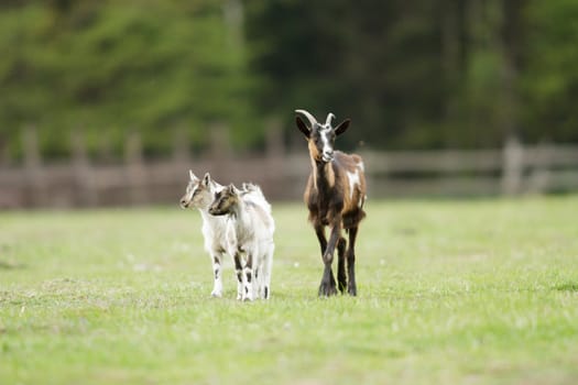 goat on summer pasture, nature series