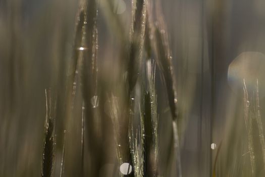 green spring grains, close up of yellow wheat ears on the field