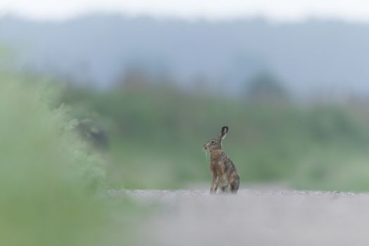 cute grey hare standing on the grass, nature series