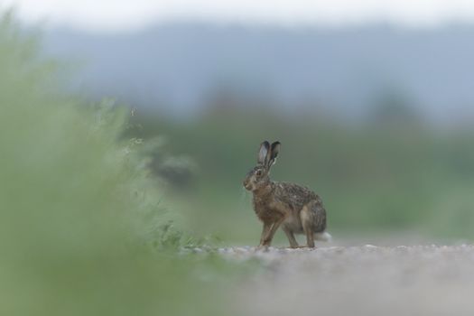 cute grey hare standing on the grass, nature series