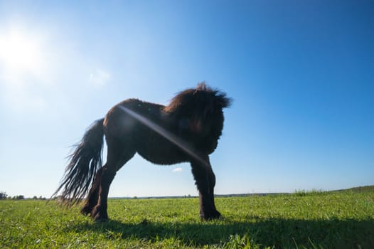 horse in a field, farm animals, nature series