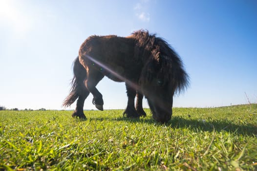 horse in a field, farm animals, nature series