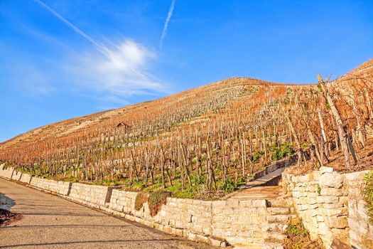 View over the vineyards (Hessigheimer Felsengaerten)