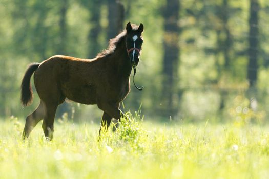 horse in a field, farm animals, nature series