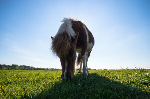 horse in a field, farm animals, nature series