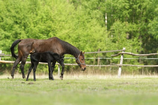 horse in a field, farm animals, nature series