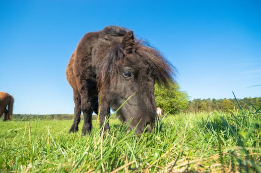 horse in a field, farm animals, nature series