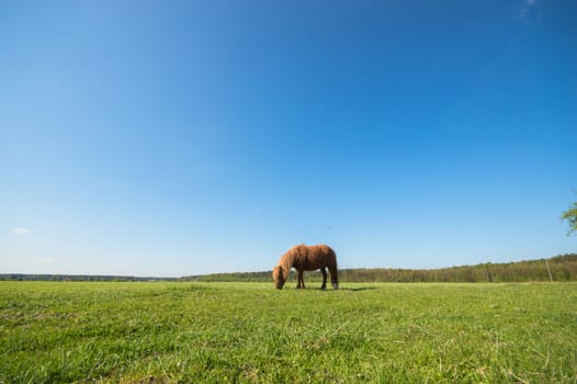 horse in a field, farm animals, nature series