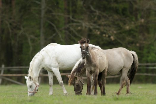 horse in a field, farm animals, nature series