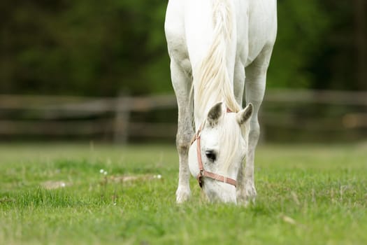 horse in a field, farm animals, nature series