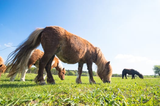 horse in a field, farm animals, nature series