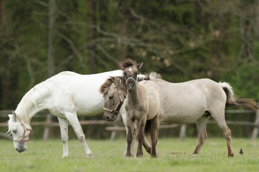 horse in a field, farm animals, nature series