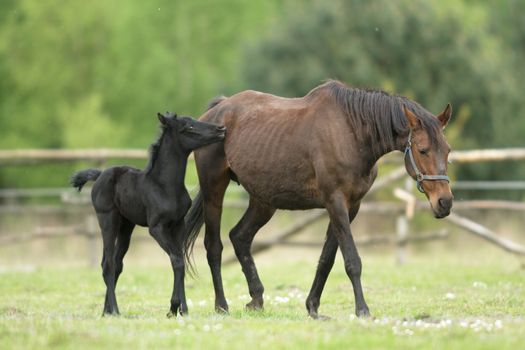 horse in a field, farm animals, nature series