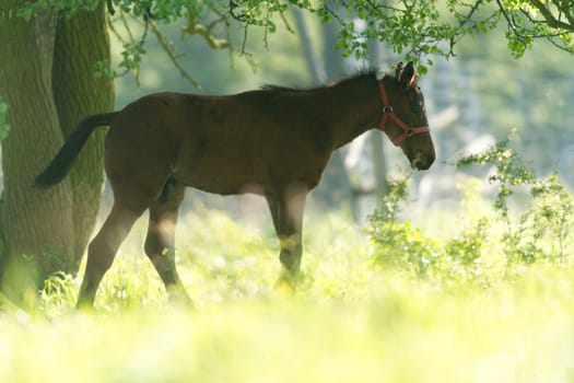 horse in a field, farm animals, nature series