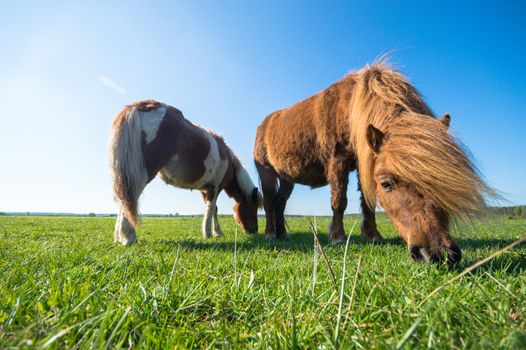 horse in a field, farm animals, nature series
