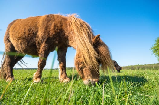 horse in a field, farm animals, nature series