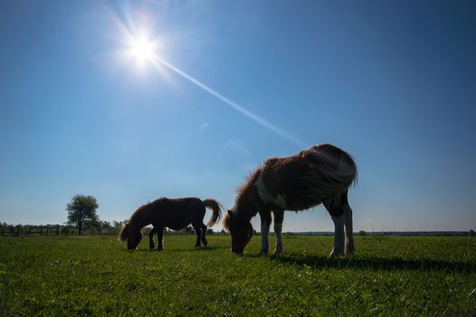 horse in a field, farm animals, nature series