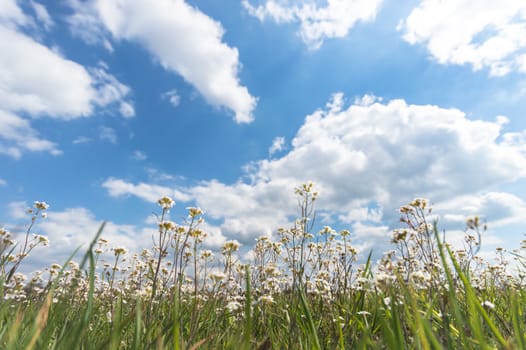 natural green colorful rural meadow, nature series
