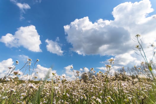 natural green colorful rural meadow, nature series