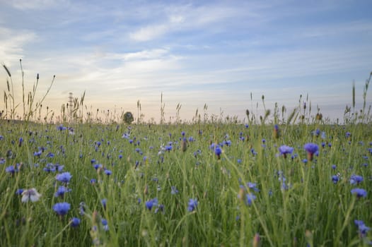 natural green colorful rural meadow, nature series