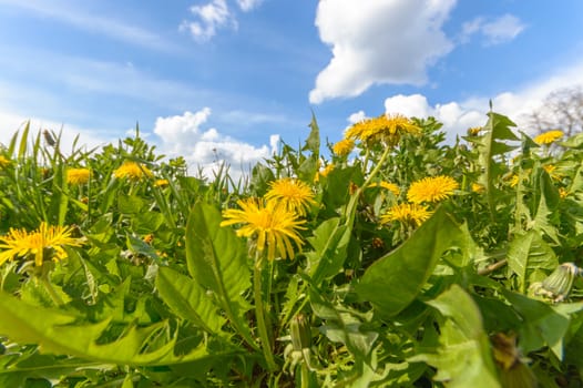 natural green colorful rural meadow, nature series
