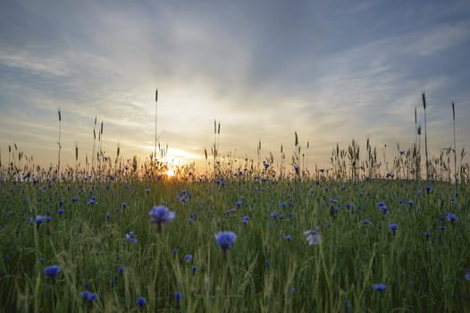 natural green colorful rural meadow, nature series