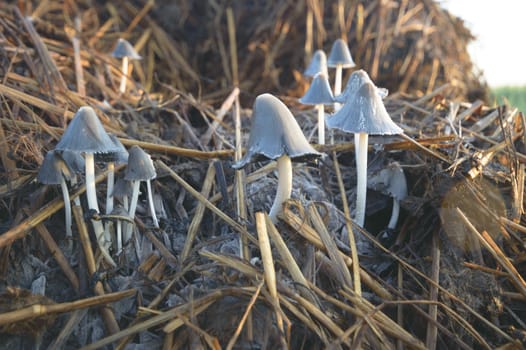 forest mushroom after longtime rain, nature series