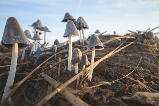 forest mushroom after longtime rain, nature series