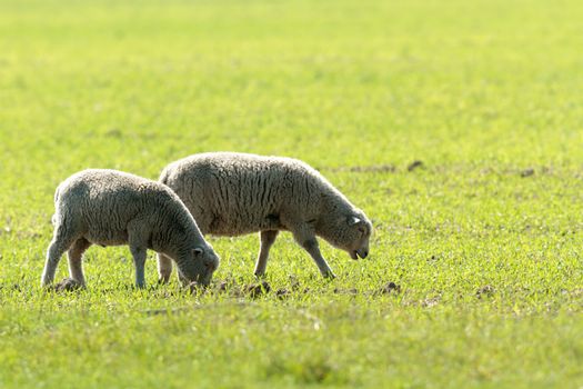 sheep on grass with blue sky, some looking at the camera