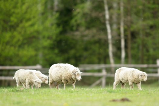 sheep on grass with blue sky, some looking at the camera