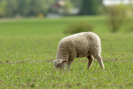 sheep on grass with blue sky, some looking at the camera