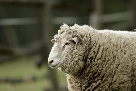 sheep on grass with blue sky, some looking at the camera