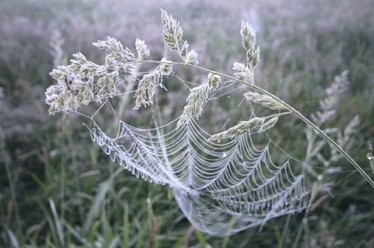 spider web with colorful background, nature series