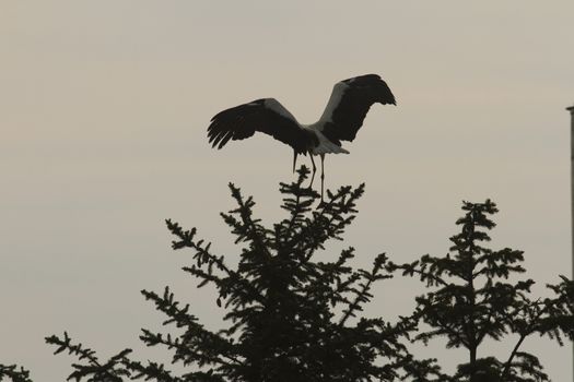 storks on green grass in sunny day, nature series