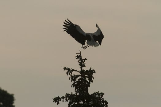 storks on green grass in sunny day, nature series
