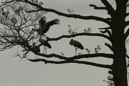 storks on green grass in sunny day, nature series