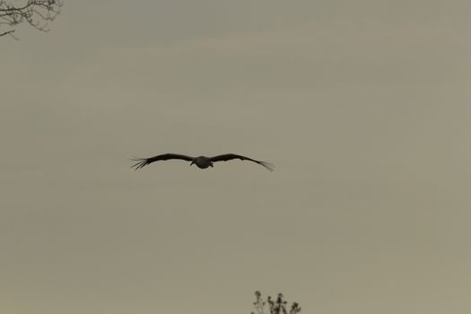 storks on green grass in sunny day, nature series