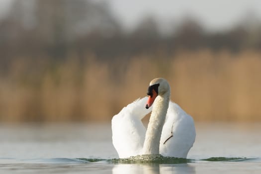 swan on blue lake in sunny day, swans on pond, nature series
