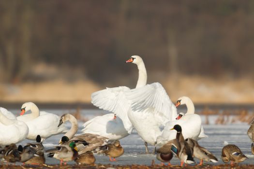 swan on blue lake water in sunny day, swans on pond, nature series